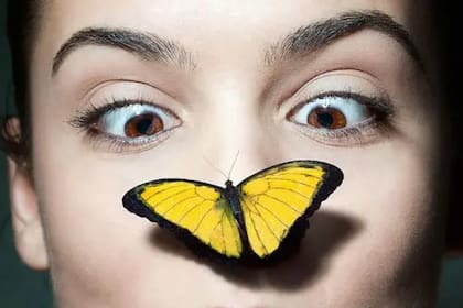 De mariposas a humanos, la mayoría de los animales compartimos una característica curiosa