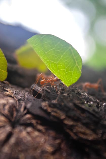 De noviembre hasta abril, las hormigas refuerzan las entradas de sus nidos con palitos