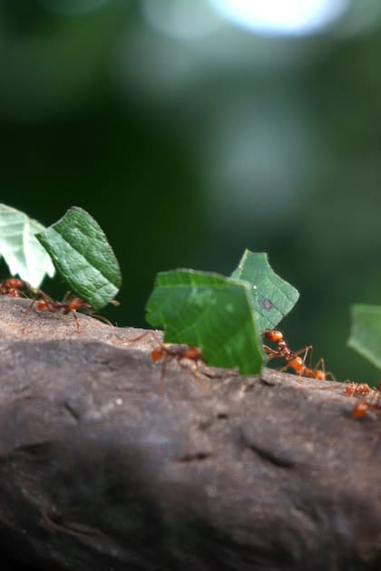 Hasta abril, las hormigas refuerzan las entradas de sus nidos con palitos. Luego lo harán con hojas. Así aseguran la nutrición de la colonia.