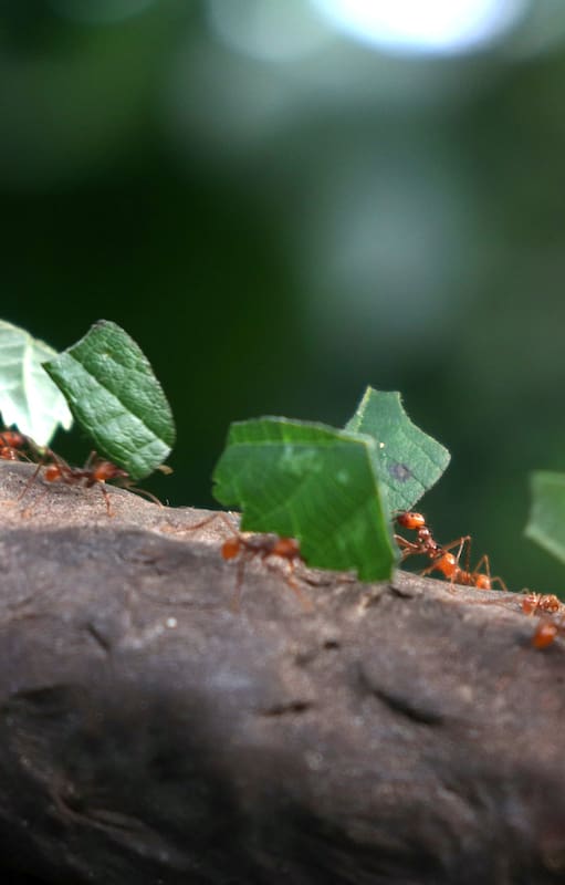 De noviembre hasta abril, las hormigas refuerzan las entradas de sus nidos con palitos. Durante el otoño, el acarreo de hojas se intensifica.
