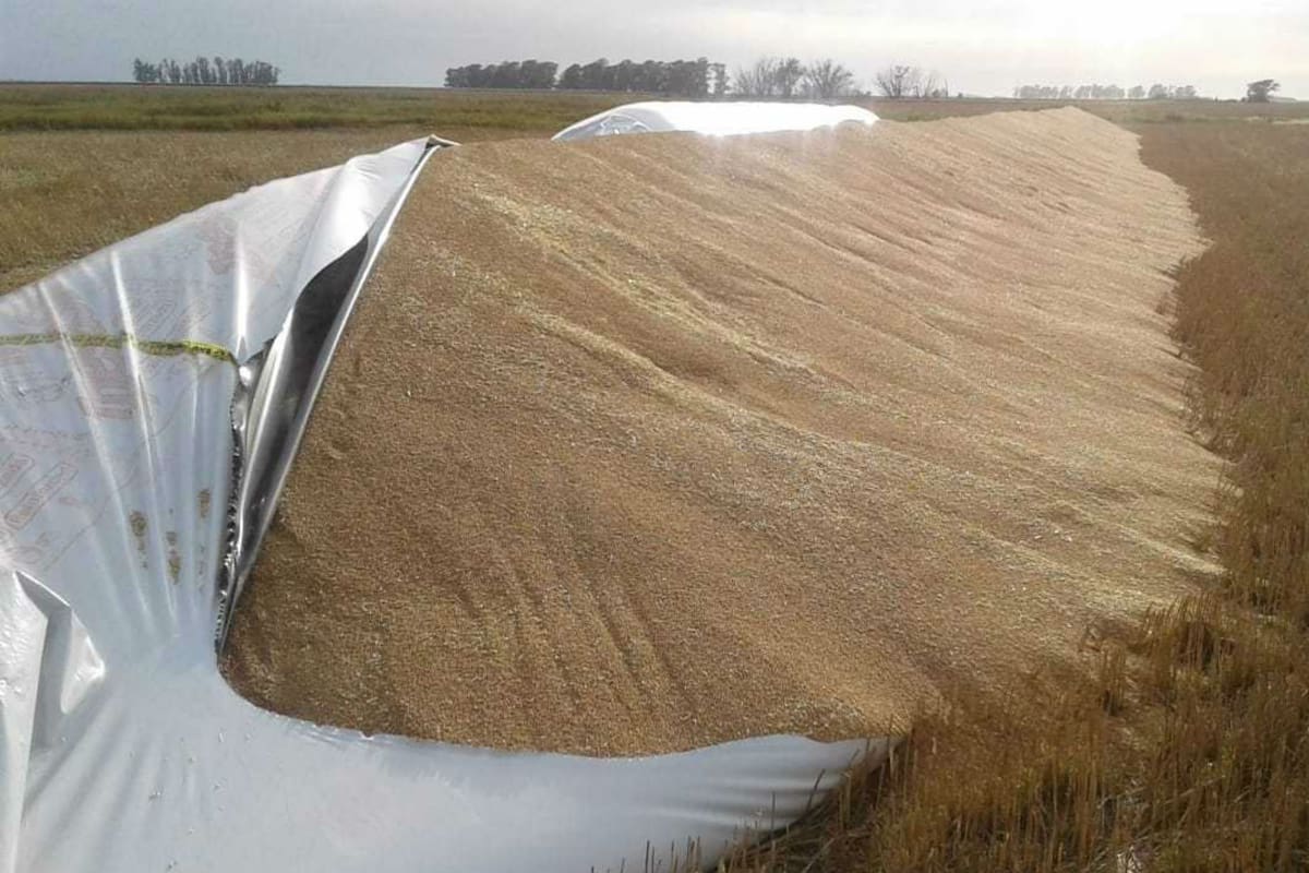 De punta a punta. Así quedó el silobolsa de Saleme