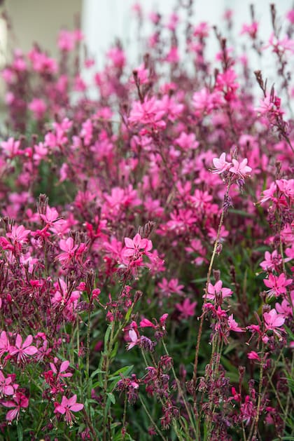 De punta en rosa, la Gaura lindheimeri 'Siskiyou Pink'.
