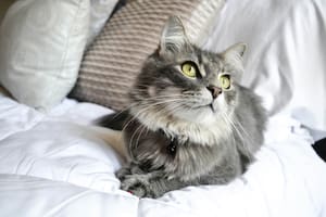 De qué forma ven los gatos a las personas, según experto