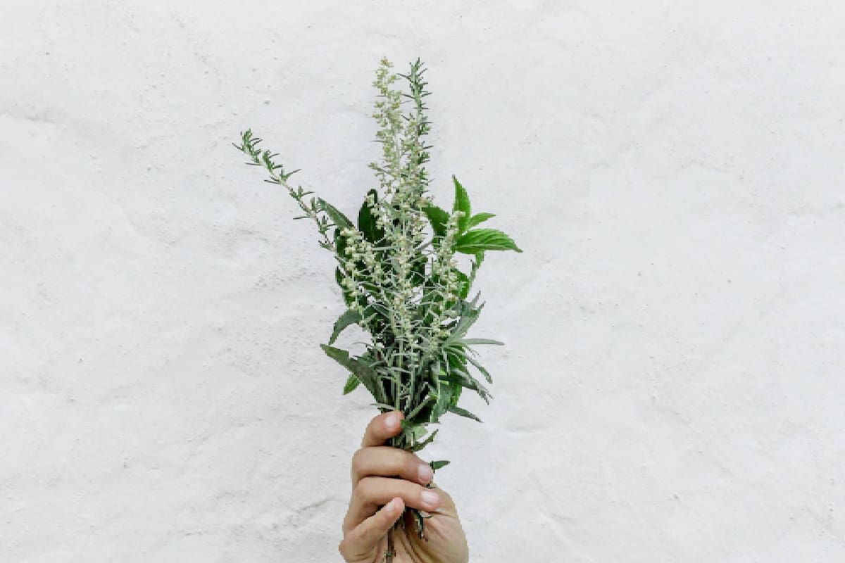 De qué formas utilizar el romero para cuidar del cabello y ayudar a que crezca mejor y más rápido