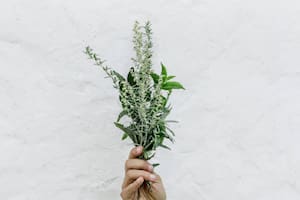 De qué formas utilizar el romero para cuidar del cabello y ayudar a que crezca mejor y más rápido