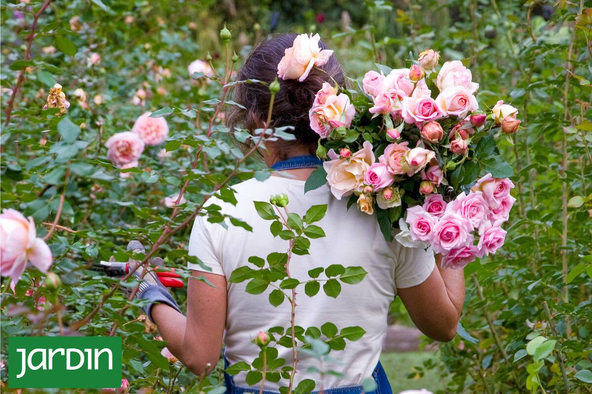 De símbolo sagrado a reina del jardín, su historia cruza culturas, perfumes y ciencia