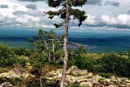 De Suecia a California pasando por las Islas Seychelles y el Golfo Pérsico 5 árboles únicos