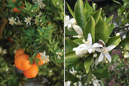 De todas las flores de cítricos, es la del naranjo amargo la que tiene la fragancia más intensa y sofisticada.