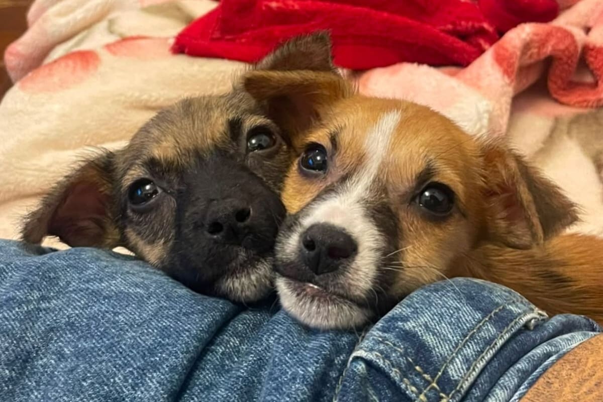 De una caja de cartón a la búsqueda de un hogar: la historia de Luzia, una cachorra que espera ser adoptada (Foto: Instagram @patitasalrescate)