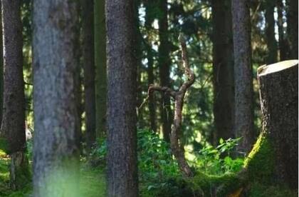 Deberás encontrar al conejo blanco en el bosque