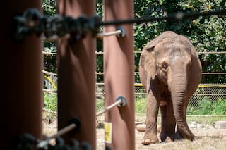 ¿Deberían los animales tener derechos humanos? La Corte Suprema de Hawái fallará al respecto