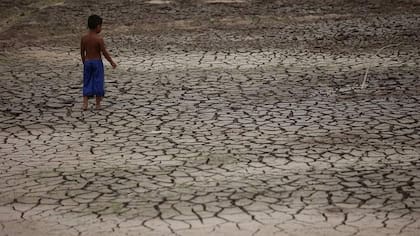 Debido a El Niño, "este año se esperan sequías potencialmente históricas en la cuenca del Amazonas"