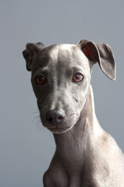 Debido a la baja grasa corporal de los galgos, es importante protegerlos del frío