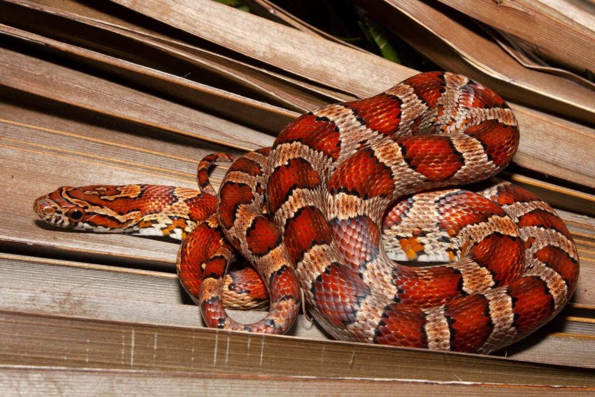 Debido a la velocidad de coagulación de la sangre, los perros tienen menos probabilidades de sobrevivir que los gatos si se exponen a una picadura de serpiente