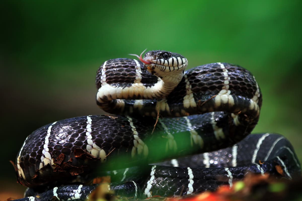 Debido a las altas temperaturas, el condado de Texas experimenta un aumento en la presencia de serpientes
