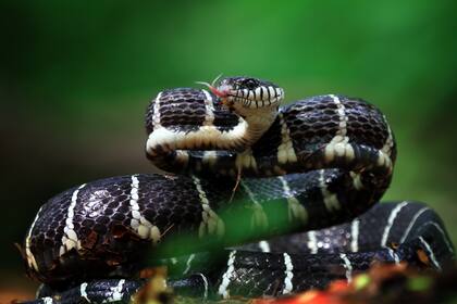 Debido a las altas temperaturas, el condado de Texas experimenta un aumento en la presencia de serpientes