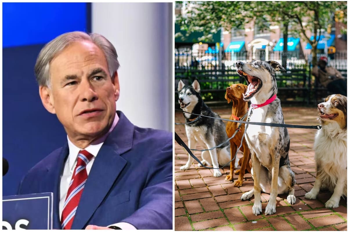 Debido a las nuevas normas establecidas por la administración Abbott, los criadores de perros deberán demostrar su estatus legal para tramitar la licencia profesional en Texas