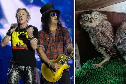 Debido a que fueron encontrados luego del concierto de Guns N' Roses, los búhos fueron bautizados como Axl y Slash