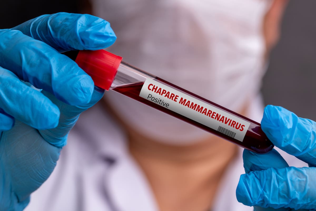 Debido a que hay muy pocos casos registrados del virus Chapare en humanos, son necesarias más investigaciones para comprender cómo se propaga y causa enfermedades en las personas