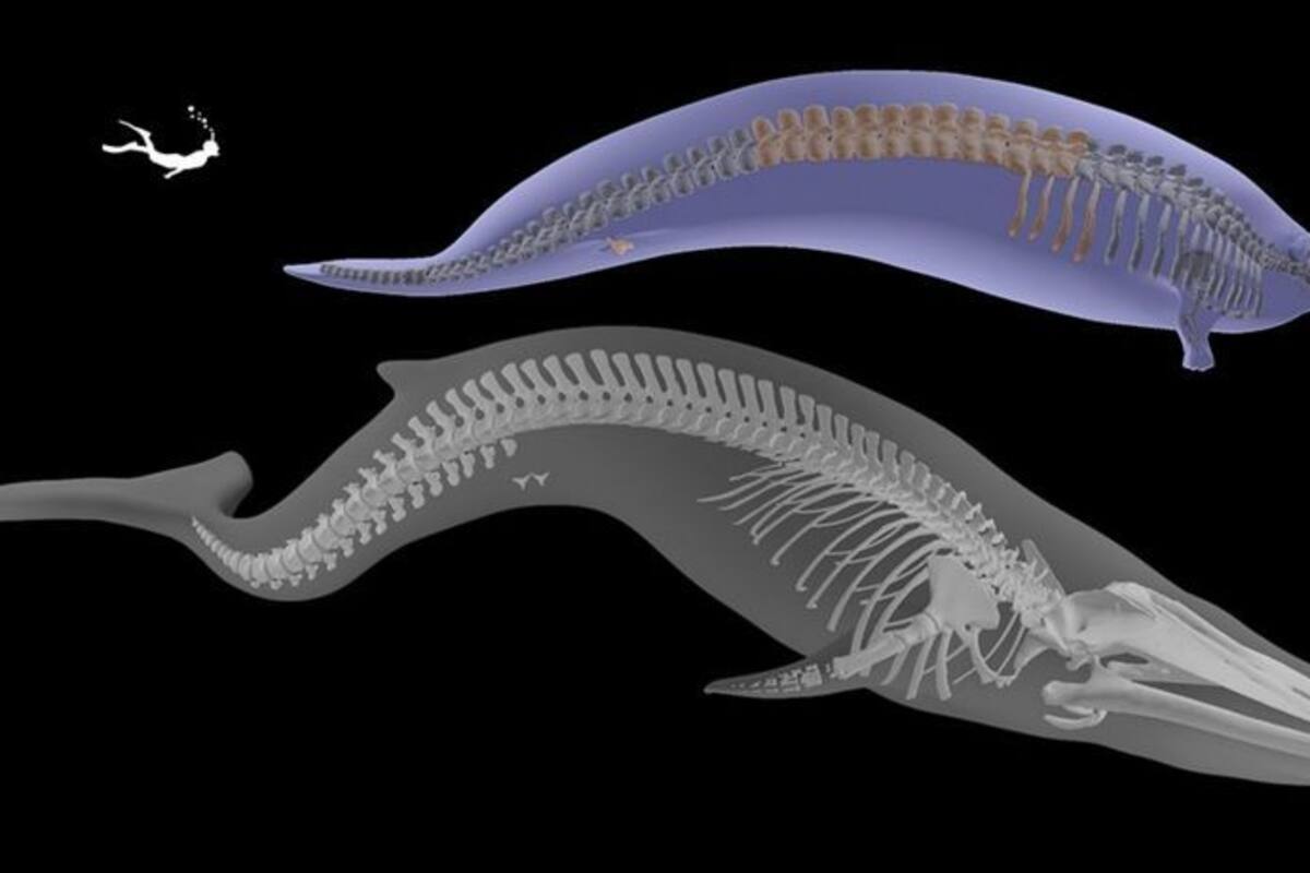 Debido a sus huesos densos y pesados, el Perucetus colossus solamente podía buscar alimento en aguas poco profundas