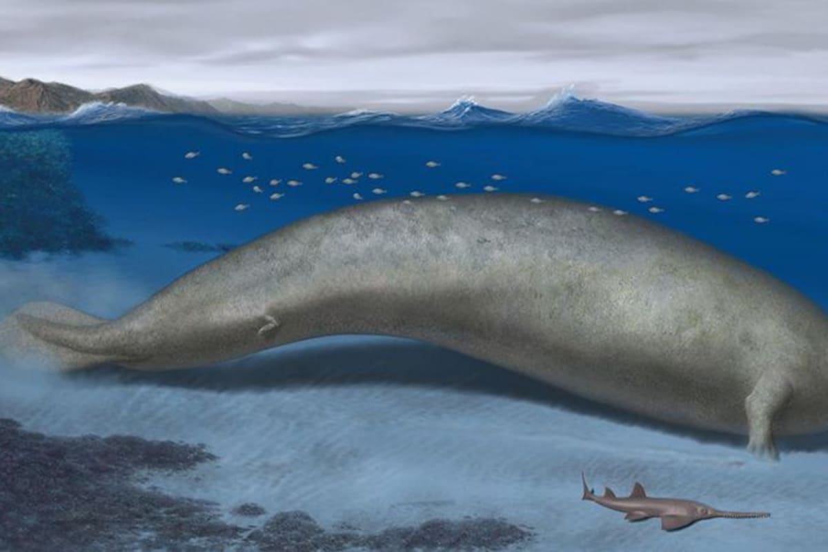 Debido a sus huesos densos y pesados, el Perucetus colossus solamente podía buscar alimento en aguas poco profundas.