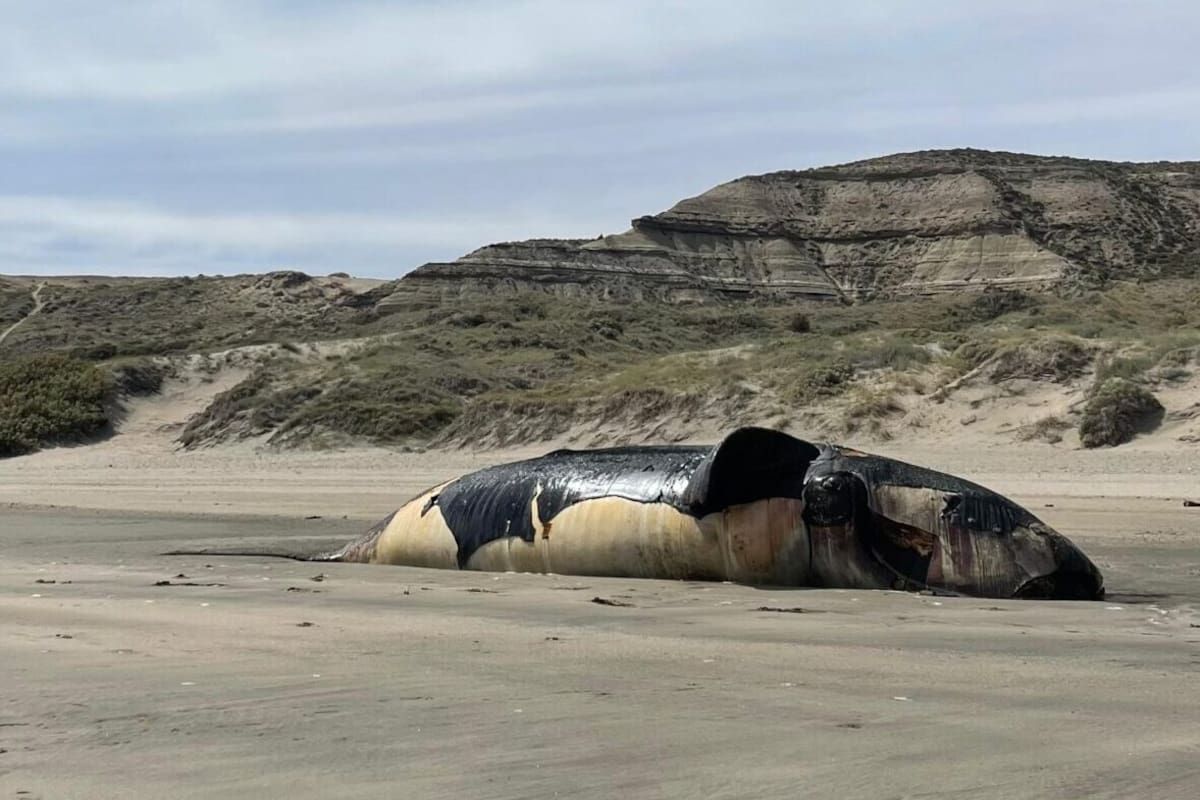 Decenas de ballenas muertas en Península Valdés; Foto: Chubutline