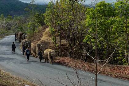 Decenas de elefantes migraron de santuarios turísticos de Tailandia a sus tierras natales en busca de comida en una caminata de 150 kilómetros