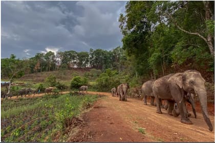 Decenas de elefantes migraron de santuarios turísticos de Tailandia a sus tierras natales en busca de comida en una caminata de 150 kilómetros