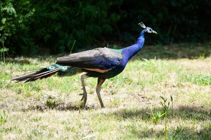 Decenas de pavorreales desaparecen de un hotel del norte de California