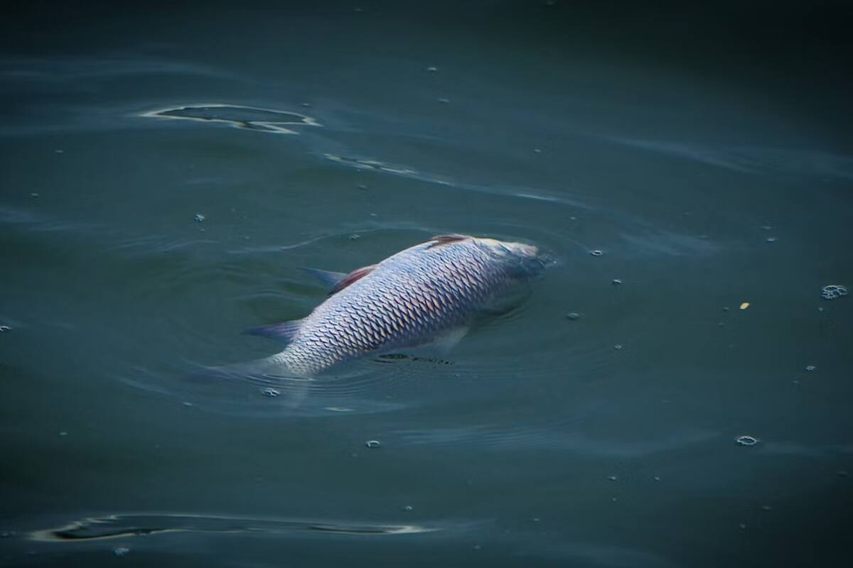 Decenas de peces muertos fueron arrastrados a la orilla del lago Codorus State Park, en Pensilvania