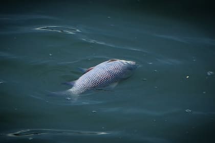 Decenas de peces muertos fueron arrastrados a la orilla del lago Codorus State Park, en Pensilvania