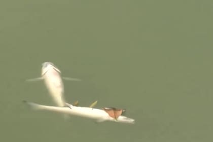 Decenas de pejerreyes fueron encontrados muertos en el lago de un parque rosarino