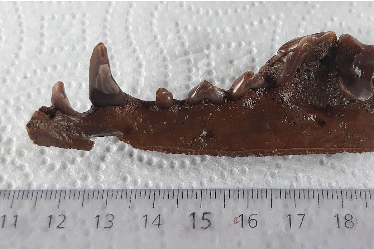 Decenas de restos fósiles de gliptodontes y de los antepasados prehistóricos del elefante y el caballo que habitaron hace más de 10 mil años el territorio bonaerense fueron hallados en el río Salado, a la altura de la ciudad bonaerense de Junín
