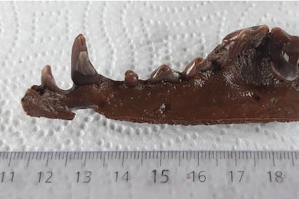 Decenas de restos fósiles de gliptodontes y de los antepasados prehistóricos del elefante y el caballo que habitaron hace más de 10 mil años el territorio bonaerense fueron hallados en el río Salado, a la altura de la ciudad bonaerense de Junín