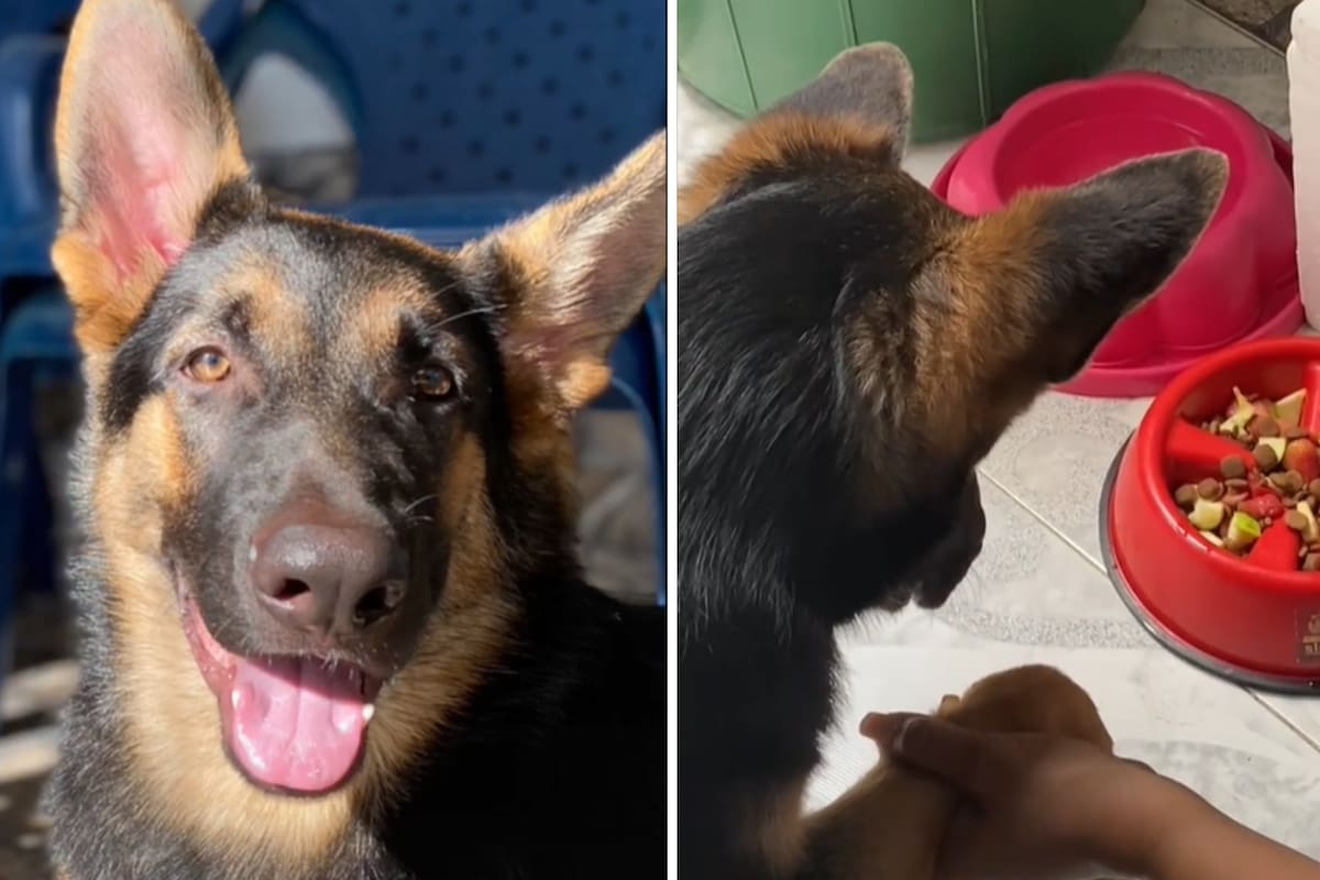 Decidió dejar a su perro con su abuela, pero cuando lo buscó, se encontró con un insólito hábito que adquirió antes de comer
