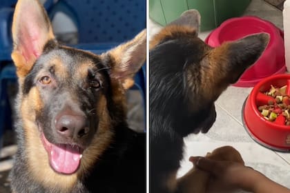 Decidió dejar a su perro con su abuela, pero cuando lo buscó, se encontró con un insólito hábito que adquirió antes de comer