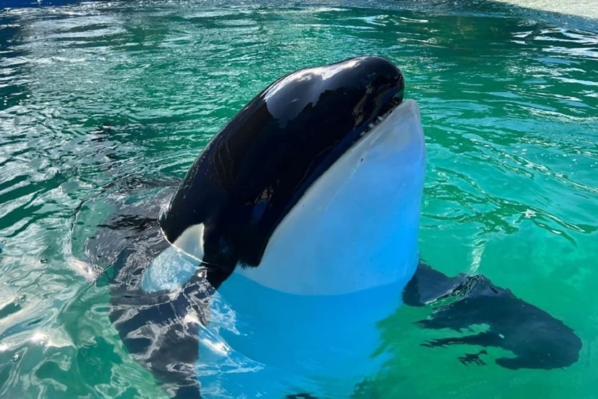 Defensores de Toki o Lolita esperaban que fuera liberada