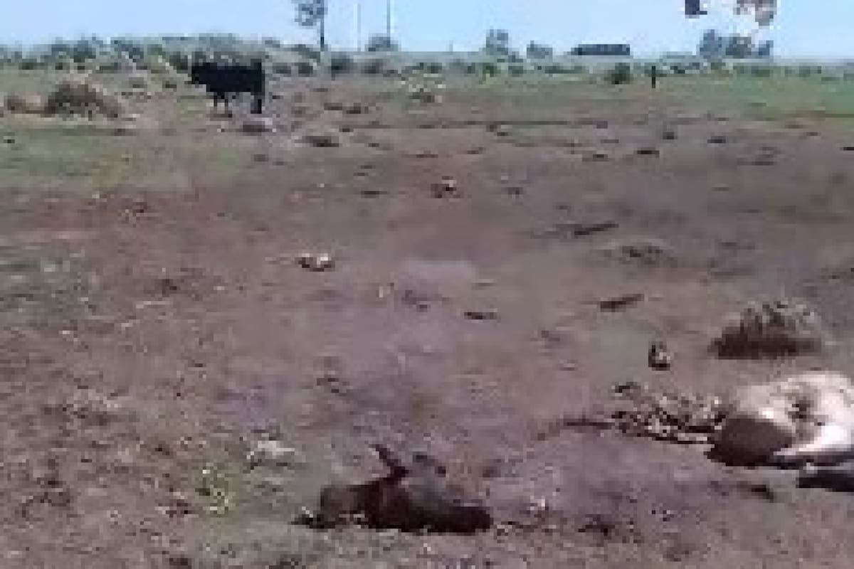 Dejaron restos de los animales mutilados en el campo