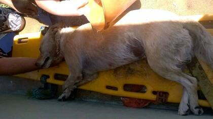 Dejó a su perro encerrado en el auto y se fue a andar en kayak: la mascota murió sofocada