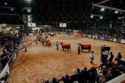 Del 19 al 23 de mayo, la tradicional pista de Palermo se transformará en el gran escenario de la ganadería argentina con una nueva edición de la Semana Angus 2025