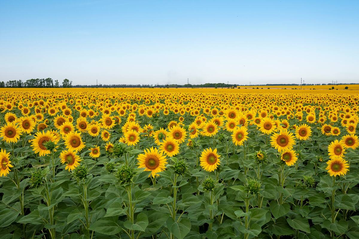 Del campo al aceite: el complejo girasolero exportó más de US$ 1.400 millones en los primeros ocho meses del año.