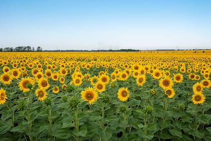Del campo al aceite: el complejo girasolero exportó más de US$ 1.400 millones en los primeros ocho meses del año.