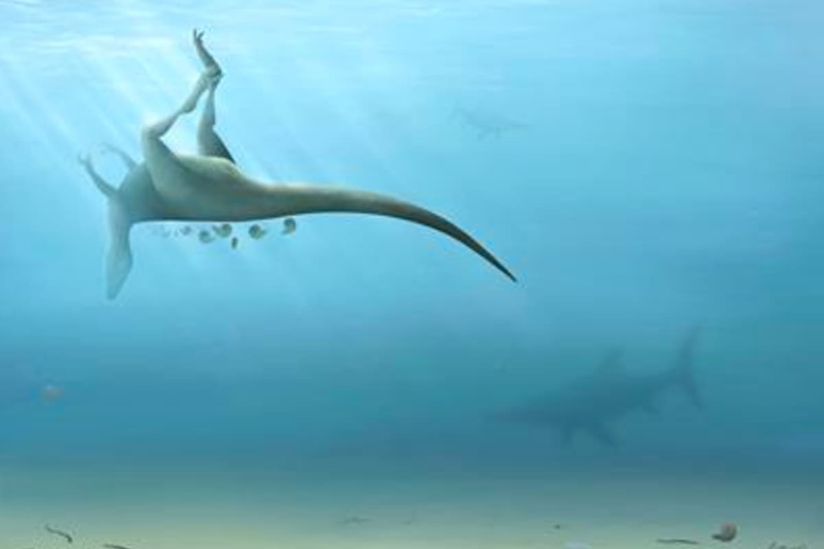 Del dinosaurio se encontraron cuatro huesos de la columna vertebral, en un depósito marino de la Isla de Wight, Inglaterra (Trudie Wilson)