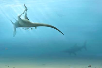 Estiman que el ejemplar murió hace 115 millones de años. Sus huesos fueron hallados en la Isla de Wight, Inglaterra (Trudie Wilson)