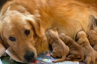 "Regalo golden retriever": el WhatsApp que se hizo viral y me complicó la vida