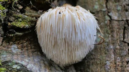 Del hongo melena de león (Hericium erinaceus) se dice que "puede proteger contra la demencia, reducir la ansiedad y depresión y ayudar a reparar el daño a los nervios"
