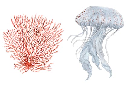 Del libro Veo Veo: alga nori, un tipo de alga roja originaria de Japón y un aguaviva común que mide hasta 20 cm y es de colores variables
