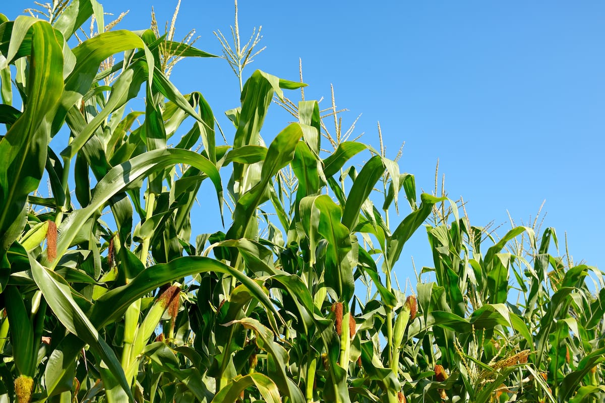 Del total de nutrientes exportados con los granos, entre el 40 y el 54% son repuestos con fertilizantes