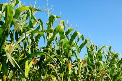 Del total de nutrientes exportados con los granos, entre el 40 y el 54% son repuestos con fertilizantes