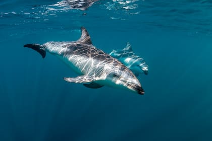 Los delfines oscuros emiten frecuencias de sonidos más bajas